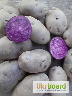 Фиолетовая картошка, Purple majesty