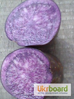 Фото 2. Фиолетовая картошка, Purple majesty