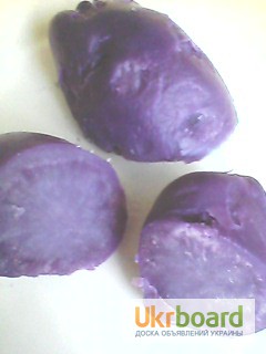 Фото 3. Фиолетовая картошка, Purple majesty