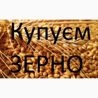 Акупляємо зерно пшениці 2-3кл. по Тернопільській області