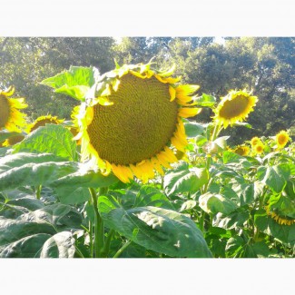 Соняшник під гранстар гібрид Нео /насіння соняшнику