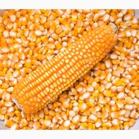 Екологічно чиста фуражна кукурудза без ГМО