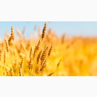 Закупівля пшениці фуражної на експорт