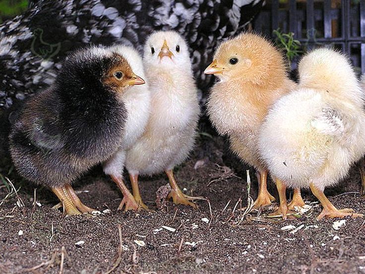 Продам цыплят несушки с 21, 02, 23, =30гр. г. Днепр