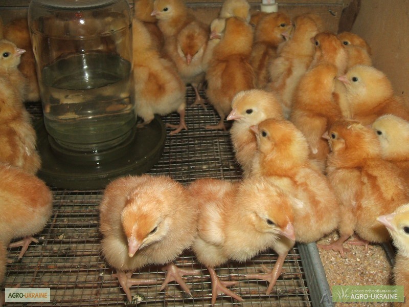 Фото 2. Продам цыплят несушки с 21, 02, 23, =30гр. г. Днепр
