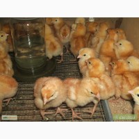 Продам цыплят несушки с 21, 02, 23, =30гр. г. Днепр