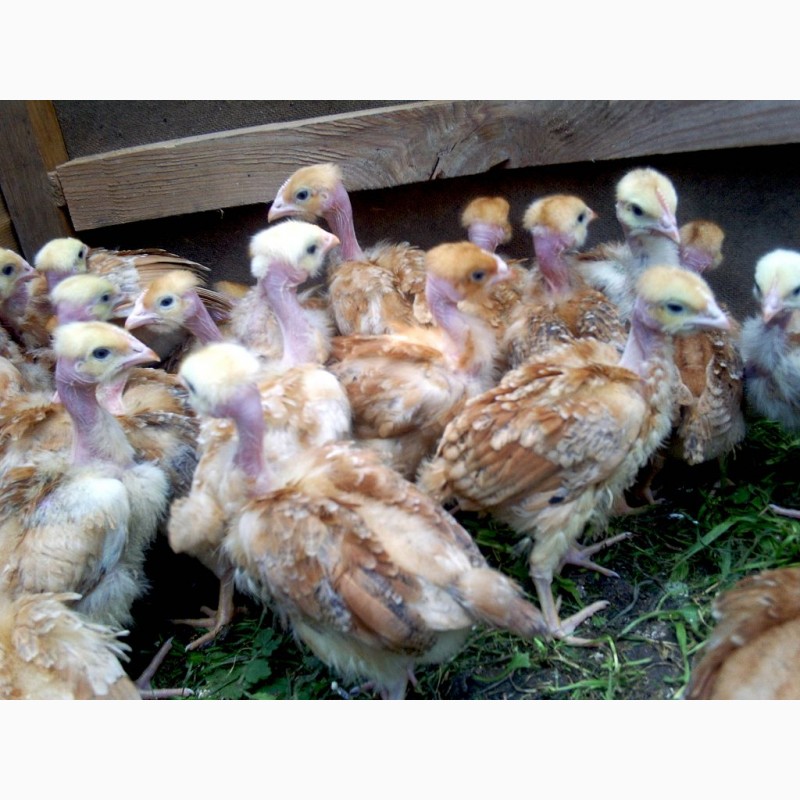 Фото 3. Продам цыплят несушки с 21, 02, 23, =30гр. г. Днепр