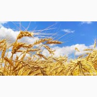 Куплю пшеницю для виготовлення кормів