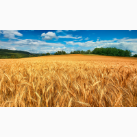 Закупівля фуражної пшениці для птахофабрики